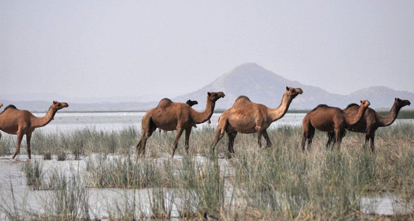 Banni Grasslands
