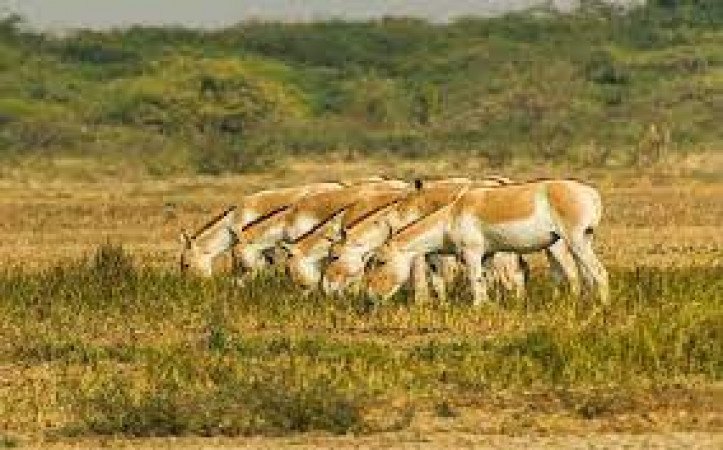 Banni Grasslands