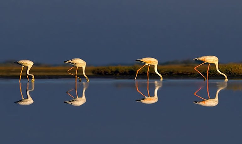 Flamingos and cranes at Chhari Dhandh wetland Kutch