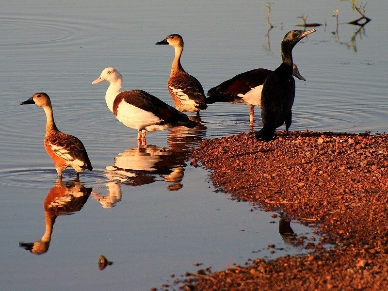 Chhari Dhandh Wetland Reserve — Gujarat's First Conservation Reserve for Birds