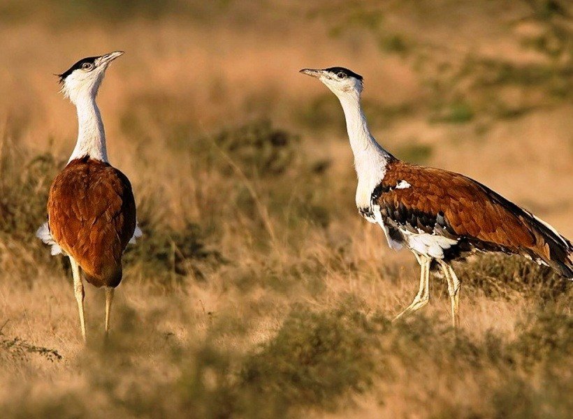 Great Indian Bustard Sanctuary