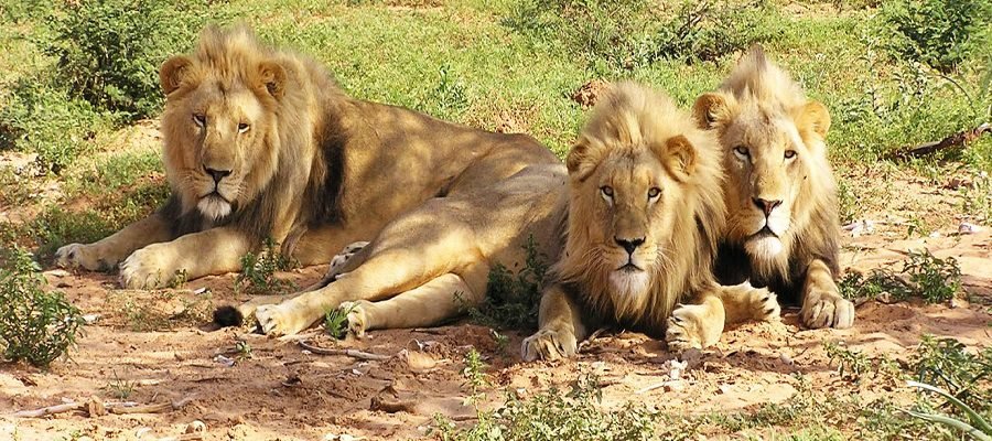 Kutch Desert Wildlife Sanctuary