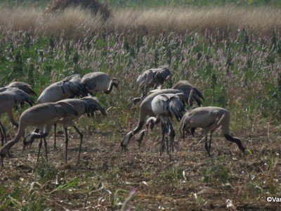Naliya Grasslands