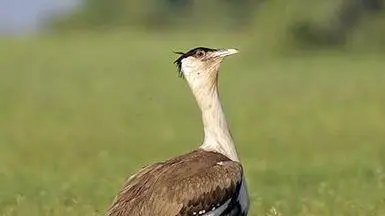 Naliya Grasslands